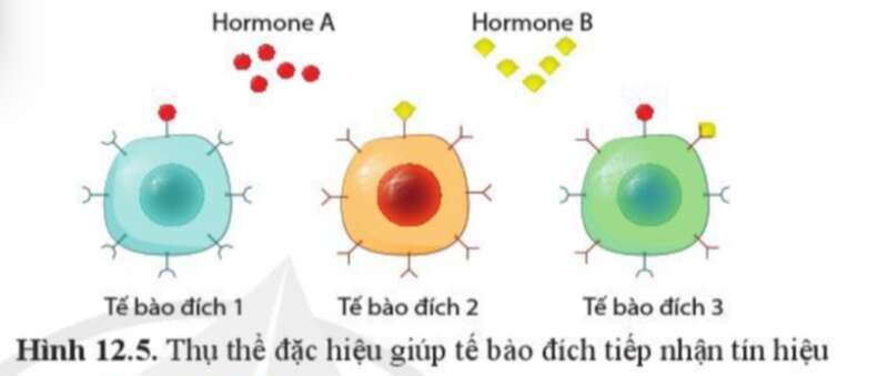 Sinh học 10 Bài 12: Thông tin giữa các tế bào | Giải Sinh 10 Cánh diều (ảnh 8)