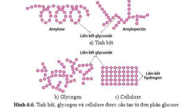 Sinh học 10 Bài 6: Các phân tử sinh học | Giải Sinh 10 Cánh diều (ảnh 4)