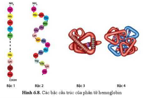 Sinh học 10 Bài 6: Các phân tử sinh học | Giải Sinh 10 Cánh diều (ảnh 7)