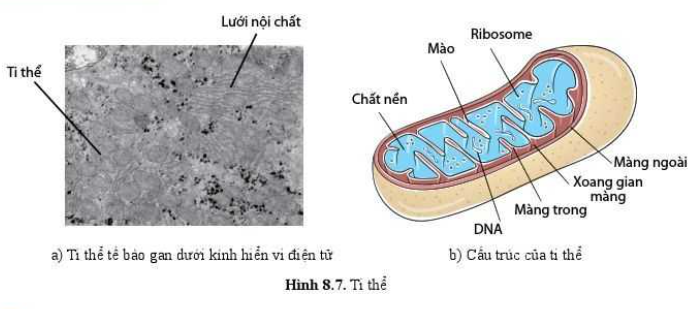 Hình dưới là mô tả bào quan nào có vai trò qì  1 điểm Mitochondria  Cristae Outer membrane Inner membrane Bộ máy Gôngi  hoàn thiện và phân  phối các O sả