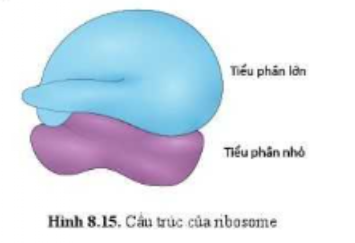 Sinh học 10 Bài 8: Cấu trúc của tế bào nhân thực | Giải Sinh 10 Cánh diều (ảnh 11)