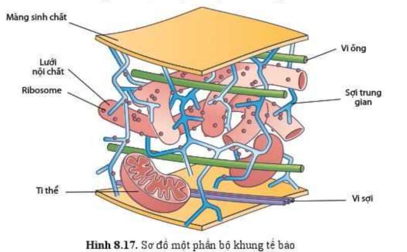 Sinh học 10 Bài 8: Cấu trúc của tế bào nhân thực | Giải Sinh 10 Cánh diều (ảnh 13)