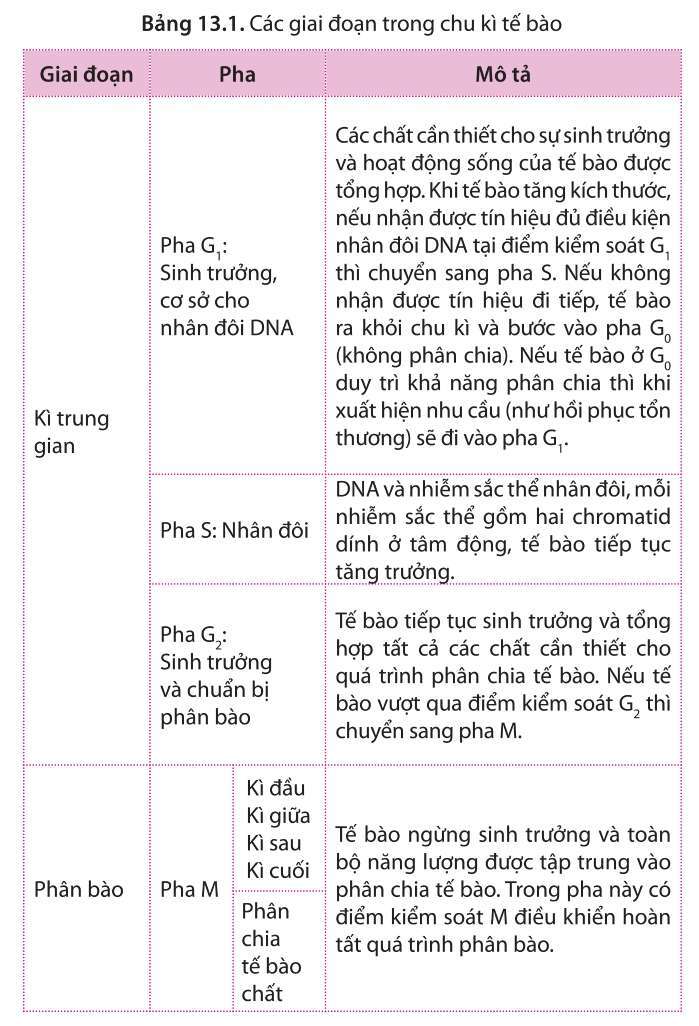 Sinh học 10 Bài 12: Chu kì tế bào và nguyên phân | Giải Sinh 10 Cánh diều (ảnh 2)