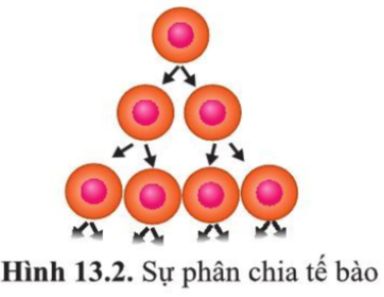 Sinh học 10 Bài 12: Chu kì tế bào và nguyên phân | Giải Sinh 10 Cánh diều (ảnh 5)