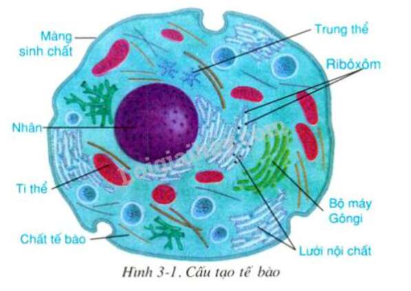 Tế bào: Tế bào là đơn vị cơ bản của sự sống, chúng cấu thành nên mọi bộ phận của cơ thể. Xem hình ảnh các tế bào để hiểu thêm về cấu trúc, chức năng và tính chất của chúng. Hãy cùng khám phá thế giới kỳ thú của các tế bào trong cơ thể con người.