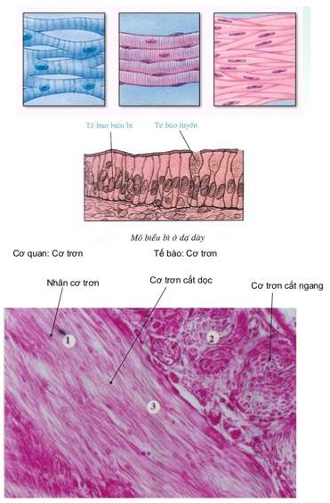 Giải Sinh Học 8 Bài 5: Thực hành: Quan sát tế bào và mô (ảnh 2)