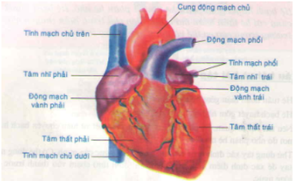 Giải Sinh Học 8 Bài 17: Tim và mạch máu (ảnh 6)