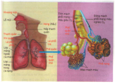 Giải Sinh Học 8 Bài 20: Hô hấp và các cơ quan hô hấp (ảnh 2)