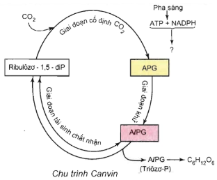 Trắc nghiệm Sinh học 11 Bài 9 có đáp án: Quang hợp ở các nhóm thực vật C3, C4 và CAM (ảnh 2)