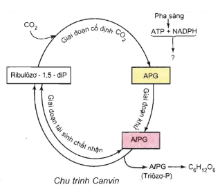 Trắc nghiệm Sinh học 11 Bài 9 có đáp án: Quang hợp ở các nhóm thực vật C3, C4 và CAM (ảnh 1)