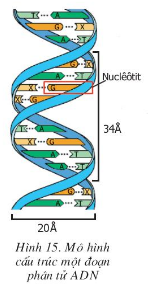 Giải Sinh Học 9 Bài 15: ADN  (ảnh 1)