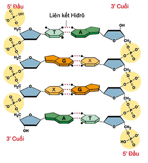 Giải Sinh Học 9 Bài 15: ADN  (ảnh 2)