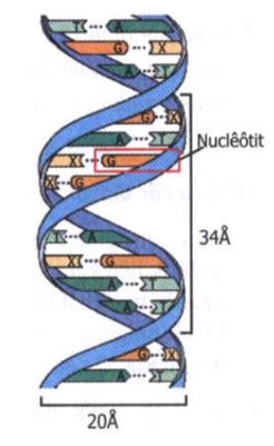 Giải Sinh Học 9 Bài 15: ADN  (ảnh 3)