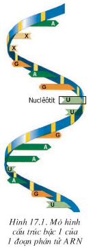 Giải Sinh Học 9 Bài 17: Mối quan hệ giữa gen và ARN (ảnh 1)