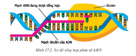 Giải Sinh Học 9 Bài 17: Mối quan hệ giữa gen và ARN (ảnh 3)