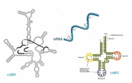 Giải Sinh Học 9 Bài 17: Mối quan hệ giữa gen và ARN (ảnh 4)