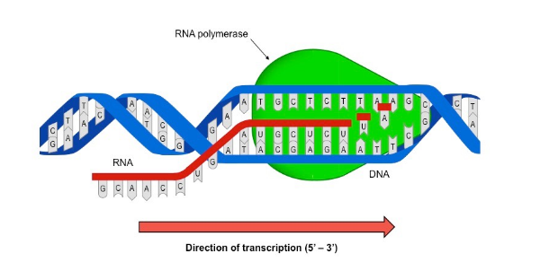 Giải Sinh Học 9 Bài 17: Mối quan hệ giữa gen và ARN (ảnh 5)