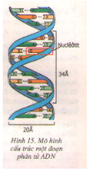 Giải Sinh Học 9 Bài 20: Thực hành : Quan sát và lắp mô hình ADN (ảnh 1)