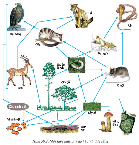 Giải Sinh Học 9 Bài 50: Hệ sinh thái (ảnh 2)