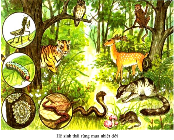 Giải Sinh Học 9 Bài 50: Hệ sinh thái (ảnh 5)