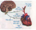 Giải Sinh Học 8 Bài 48: Hệ thần kinh sinh dưỡng (ảnh 5)