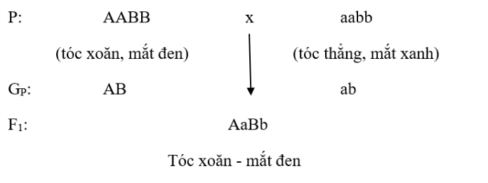 Giải Sinh Học 9 Bài 5: Lai hai cặp tính trạng (tiếp theo) (ảnh 3)