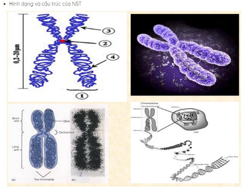 Giải Sinh Học 9 Bài 14: Thực hành: quan sát hình thái nhiễm sắc thể (ảnh 2)