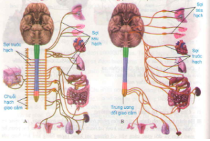 Giải Sinh Học 8 Bài 48: Hệ thần kinh sinh dưỡng (ảnh 7)
