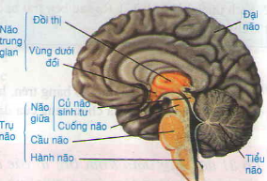 Giải Sinh Học 8 Bài 46: Trụ não, tiểu não, não trung gian (ảnh 2)