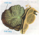 Giải Sinh Học 8 Bài 46: Trụ não, tiểu não, não trung gian (ảnh 3)