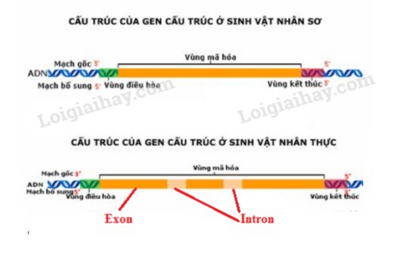 Giải Sinh Học 12 Bài 1: Gen, mã di truyền và quá trình nhân đôi ADN (ảnh 1)