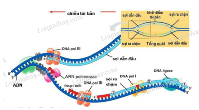 Giải Sinh Học 12 Bài 1: Gen, mã di truyền và quá trình nhân đôi ADN (ảnh 5)