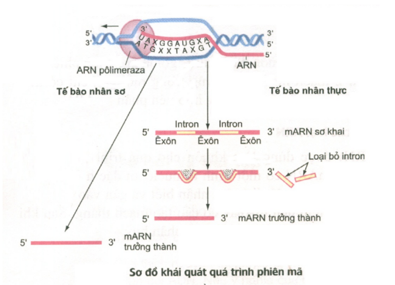 Nêu sự khác biệt về cấu trúc giữa ADN và ARN