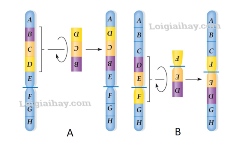 Giải Sinh Học 12 Bài 5: Nhiễm sắc thể và đột biến hóa cấu hình NST (ảnh 8)