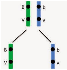 Giải Sinh Học 12 Bài 11: Liên kết gen và hoán vị gen (ảnh 2)