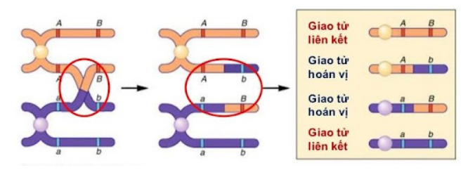 Giải Sinh Học 12 Bài 11: Liên kết gen và hoán vị gen (ảnh 4)