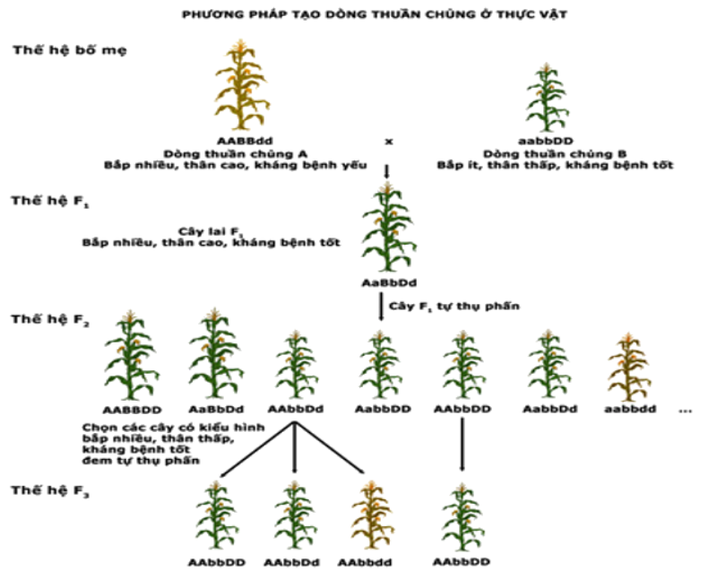 Giải Sinh Học 12 Bài 18: Chọn giống vật nuôi và cây trồng dựa trên nguồn biến dị tổ hợp (ảnh 3)