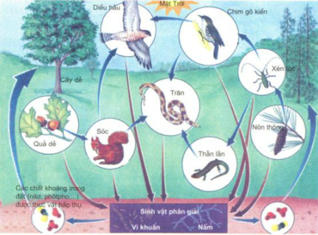 Giải Sinh Học 12 Bài 45: Dòng năng lượng trong hệ sinh thái và hiệu suất sinh thái (ảnh 1)
