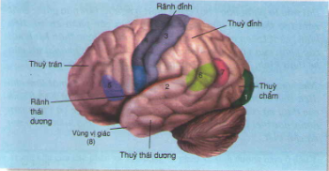 Giải Sinh Học 8 Bài 47: Đại não (ảnh 1)