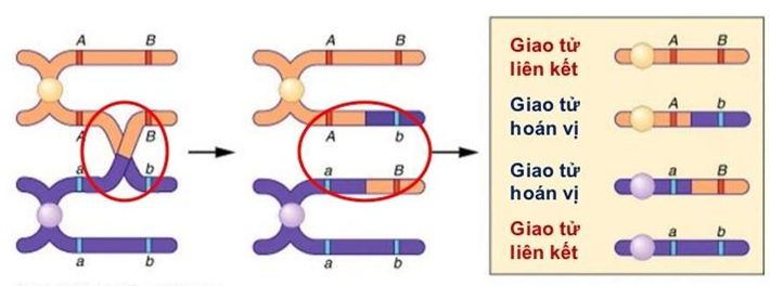 Sinh học 12 Bài 11: Liên kết gen và hoán vị gen (ảnh 6)