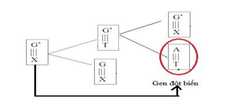 Sinh học 12 Bài 4: Đột biến gen (ảnh 1)