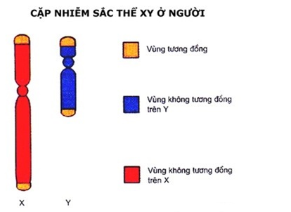 Sinh học 12 Bài 12: Di truyền liên kết với giới tính và di truyền ngoài nhân (ảnh 2)