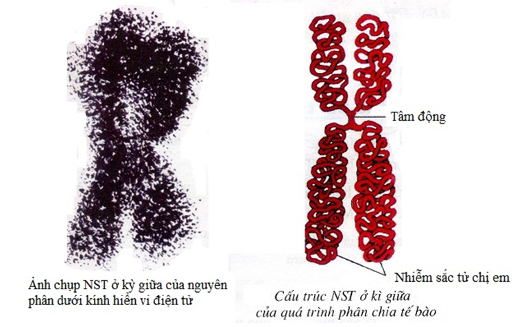 Sinh học 12 Bài 5: Nhiễm sắc thể và đột biến cấu trúc nhiễm sắc thể (ảnh 7)