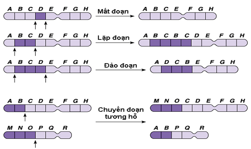 Sinh học 12 Bài 5: Nhiễm sắc thể và đột biến cấu trúc nhiễm sắc thể (ảnh 5)