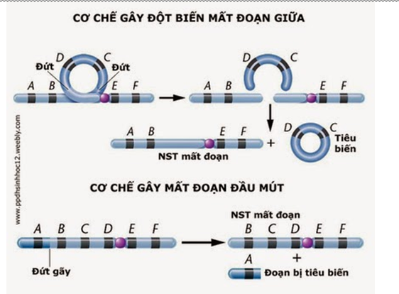 Sinh học 12 Bài 5: Nhiễm sắc thể và đột biến cấu trúc nhiễm sắc thể (ảnh 4)