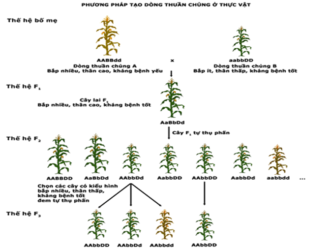 Sinh học 12 Bài 18: Chọn giống vật nuôi và cây trồng dựa trên nguồn biến dị tổ hợp (ảnh 4)