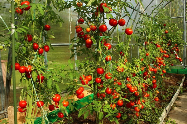 Tả cây cà chua hay nhất (5 mẫu) (ảnh 2)