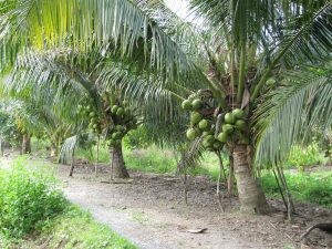 Tả cây dừa hay nhất (5 mẫu) (ảnh 2)