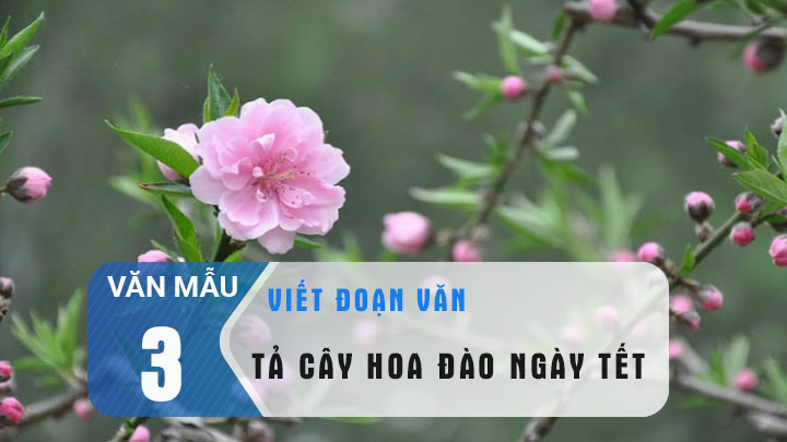 Top 18 bài Tả hoa Đào trong ngày Tết 2022 hay nhất (ảnh 2)