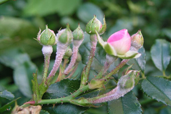 Tả cây hoa hồng đang ra hoa hay nhất (5 mẫu) (ảnh 2)